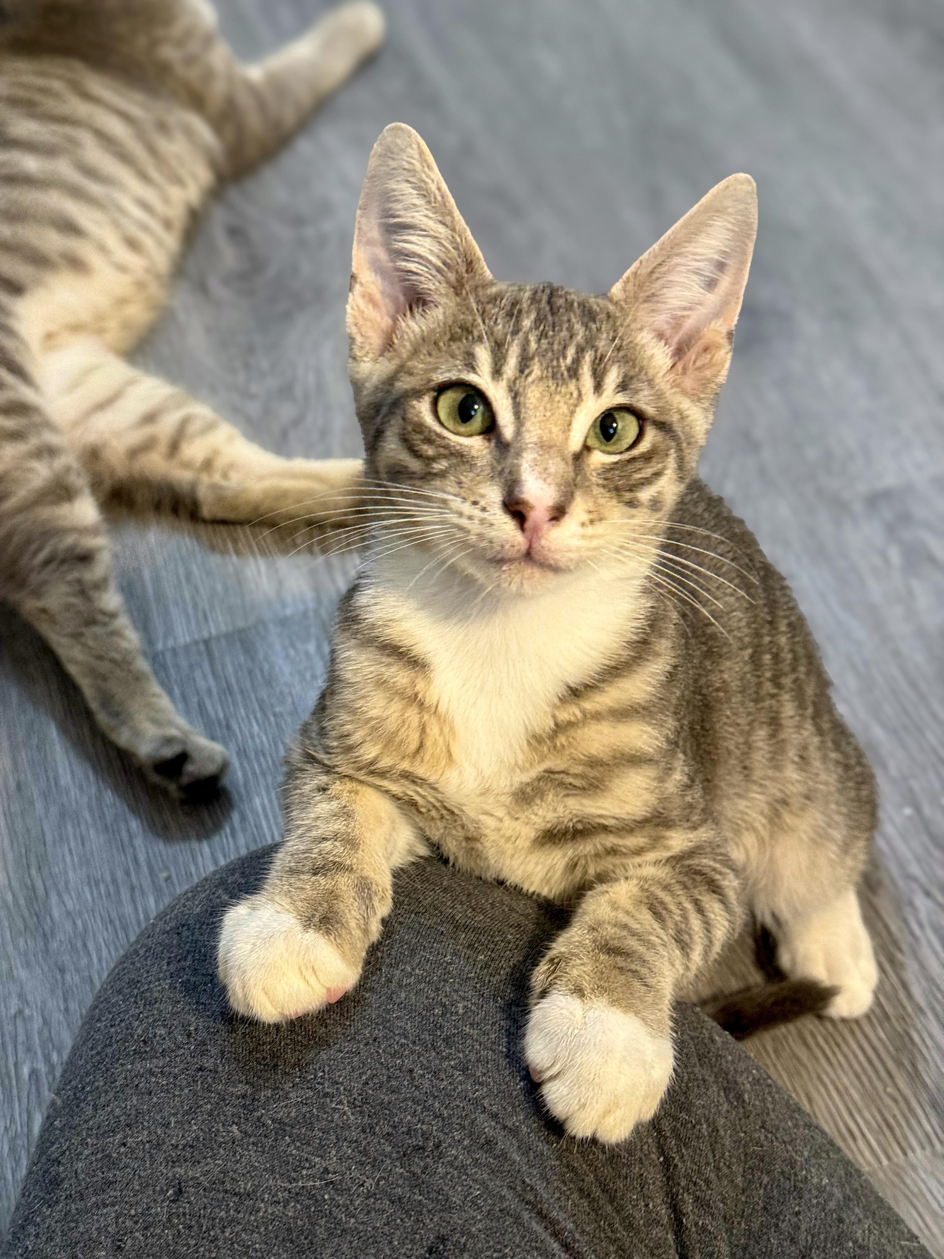 Naga, a Adoptable Domestic Short Hair in Vallejo, CA image 2/4