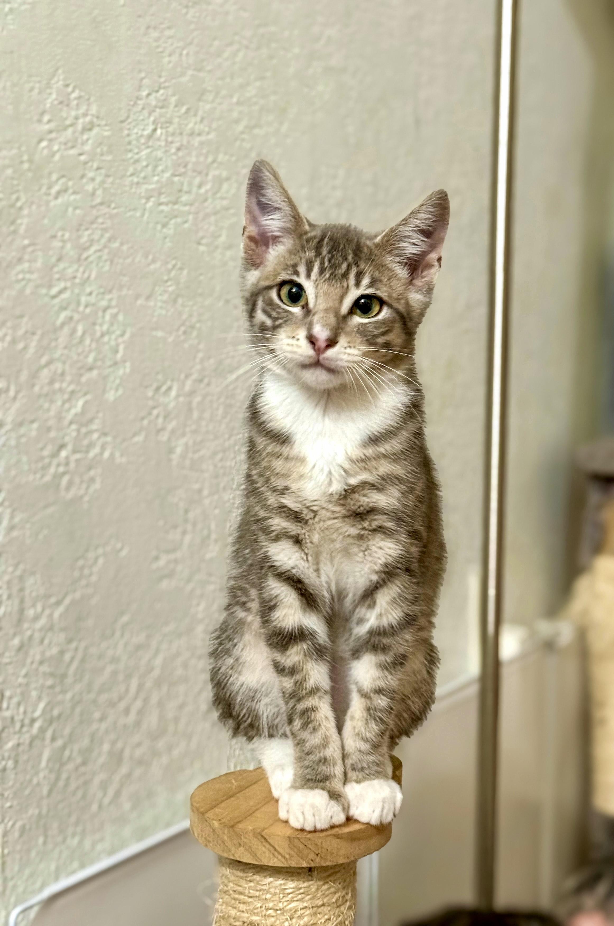 Naga, a Adoptable Domestic Short Hair in Vallejo, CA image 3/4