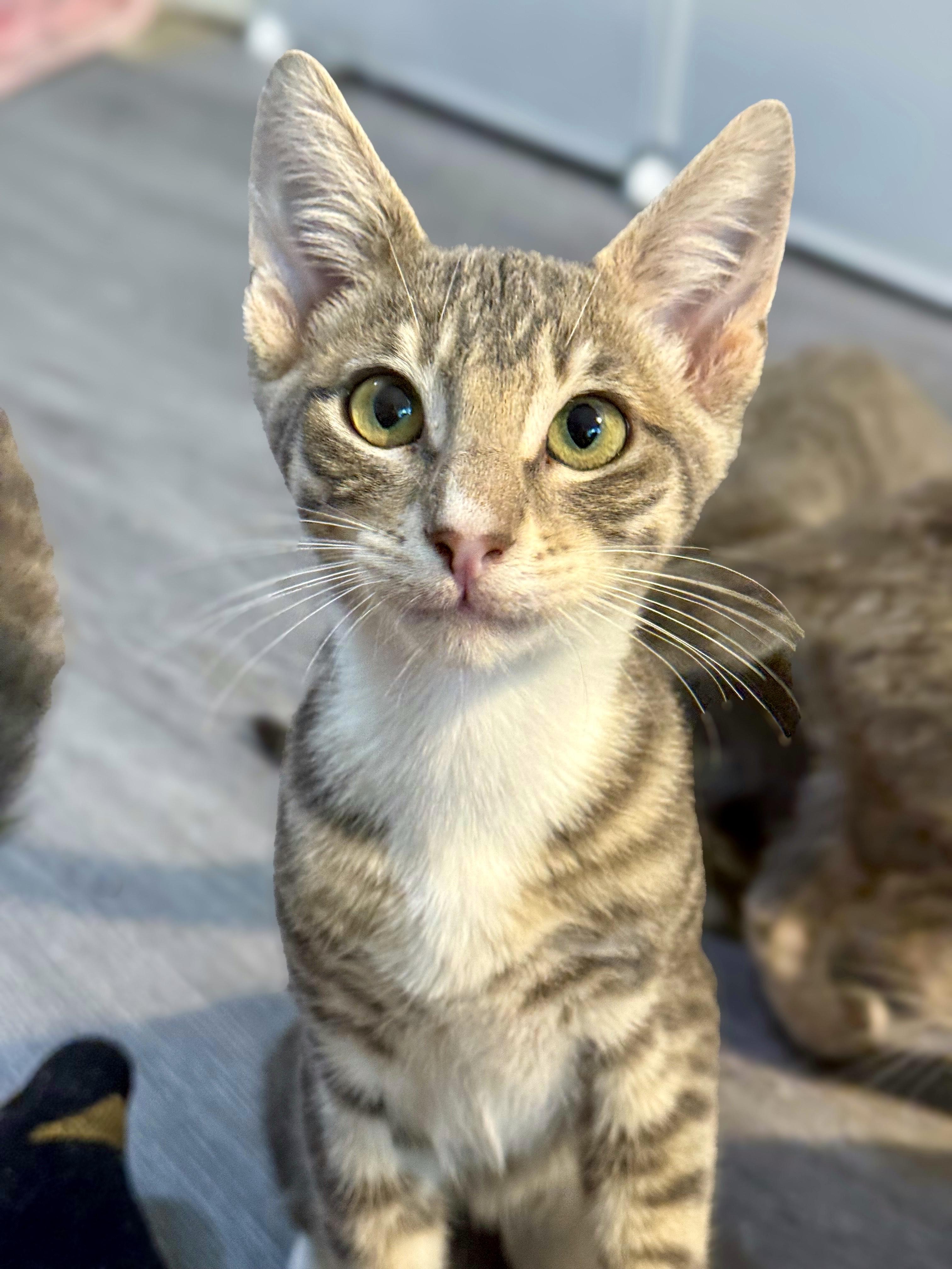 Naga, a Adoptable Domestic Short Hair in Vallejo, CA image 4/4