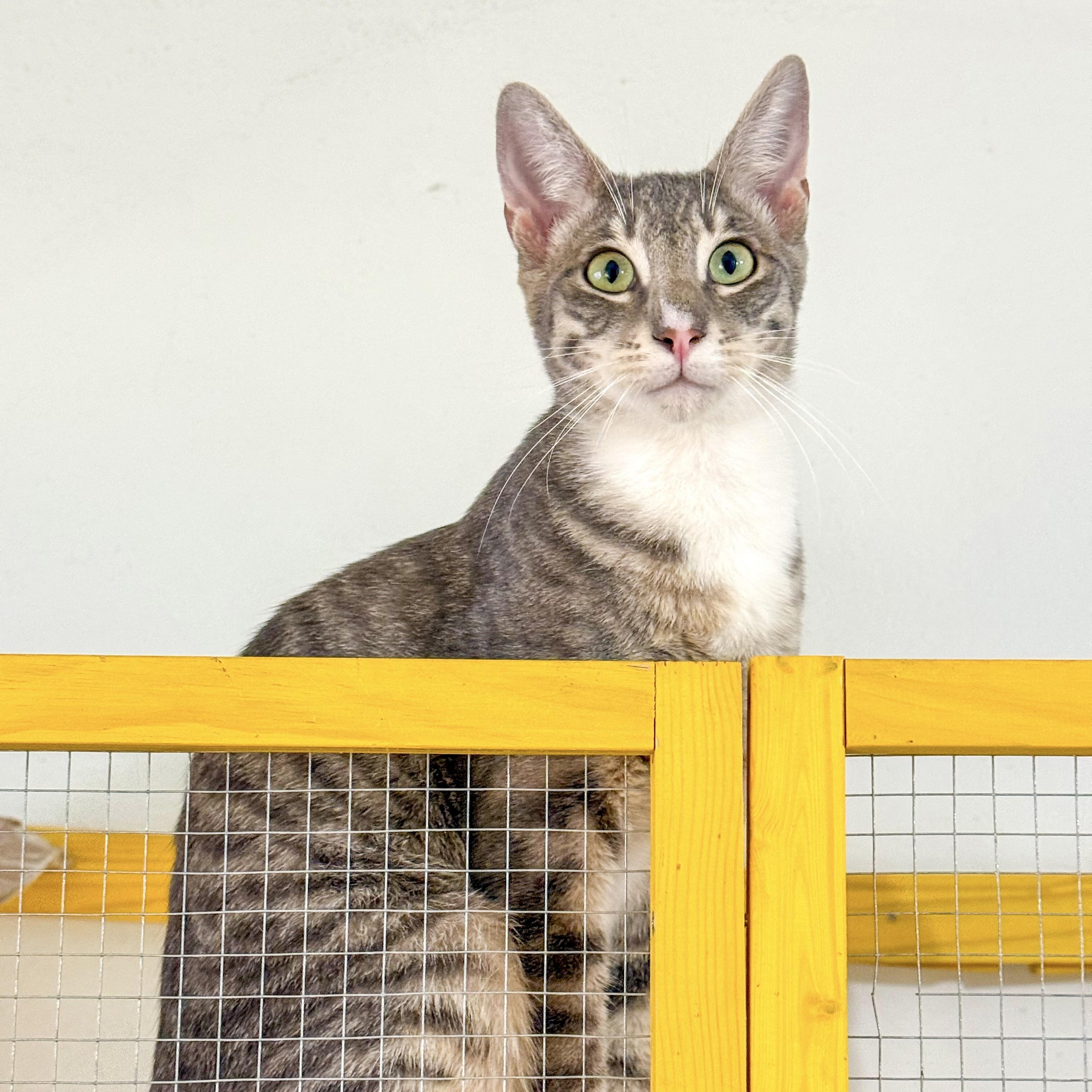 Enlarge Naga, a Adoptable Domestic Short Hair in Vallejo, CA image 1/6