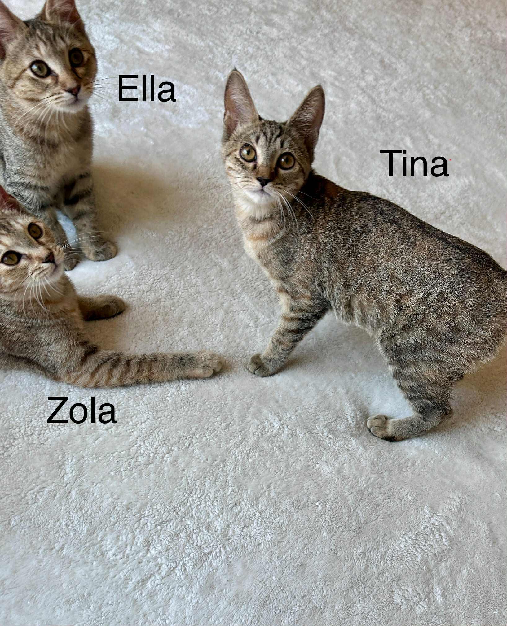 FonTina (Tina)
