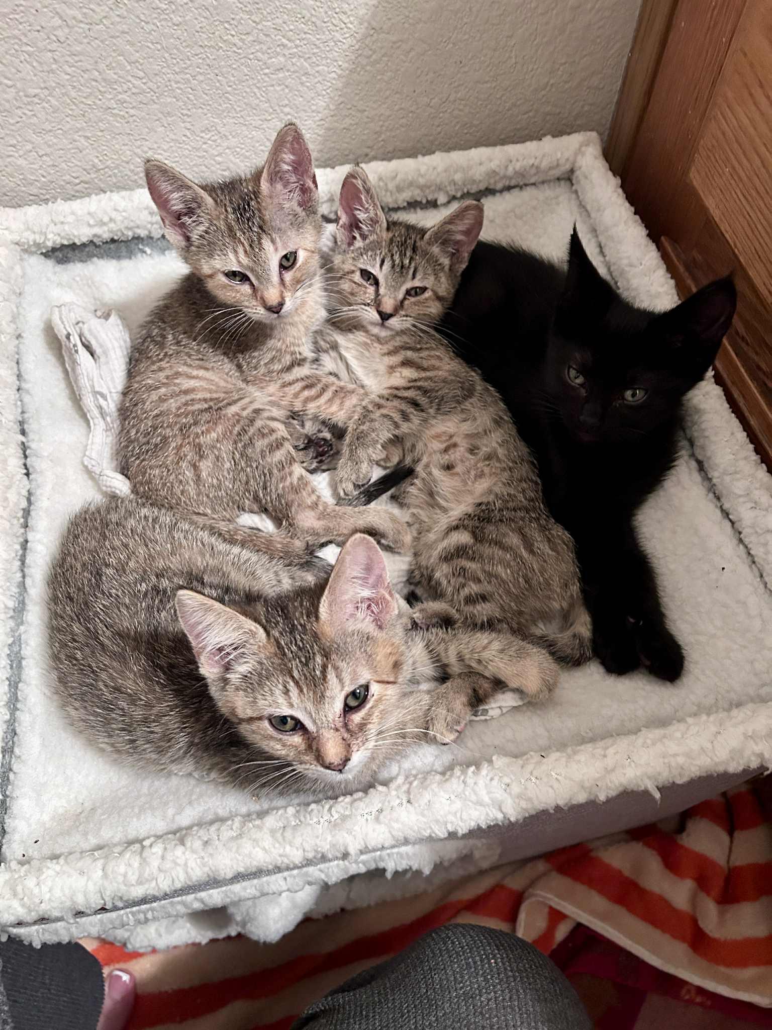 FonTina (Tina), a Adoptable mixed breed in Peoria, AZ image 5/5