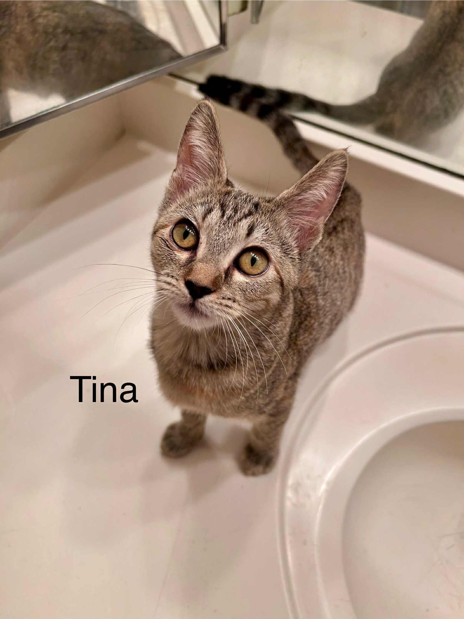 FonTina (Tina), a Adoptable mixed breed in Peoria, AZ image 1/5