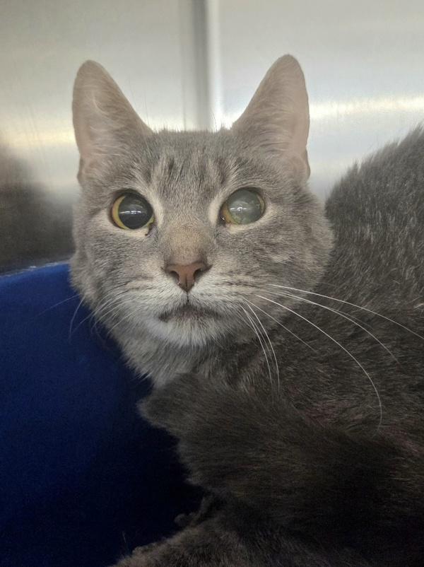 Nina, Adoptable, Adult Female Domestic Short Hair.