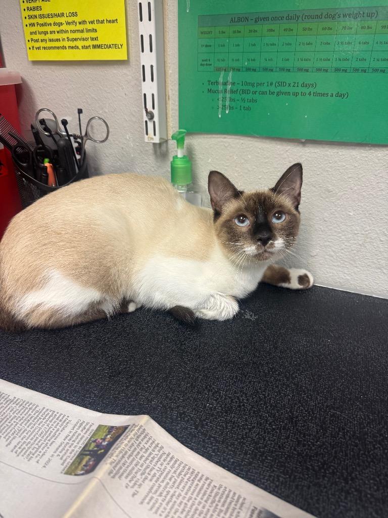 Lollipop, Adopted, Young Female Siamese.