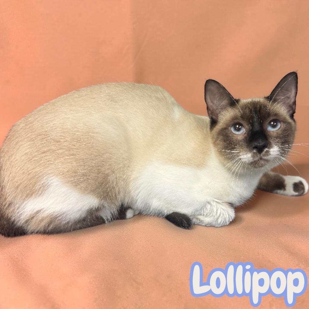 Enlarge Lollipop, a Adopted Siamese in Sorrento, LA image 2/2