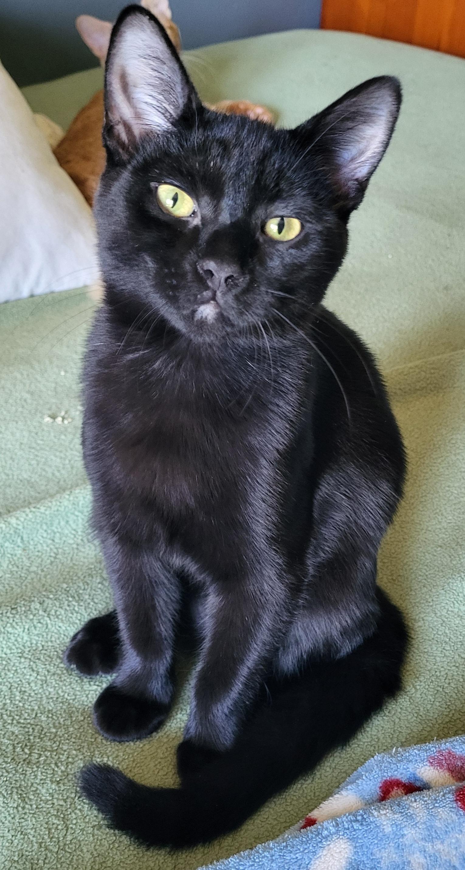 Enlarge Ripley, a Adopted Domestic Short Hair in Milwaukee, WI image 2/6