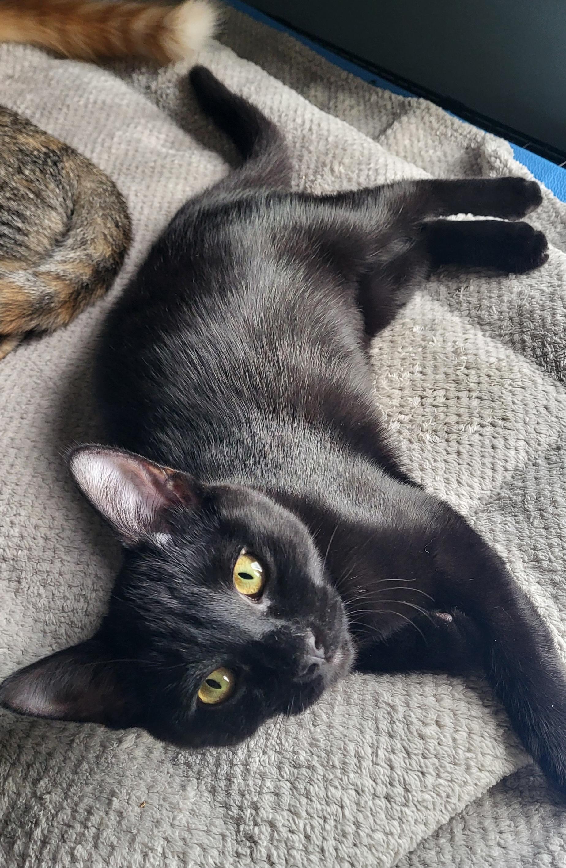 Enlarge Ripley, a Adopted Domestic Short Hair in Milwaukee, WI image 5/6