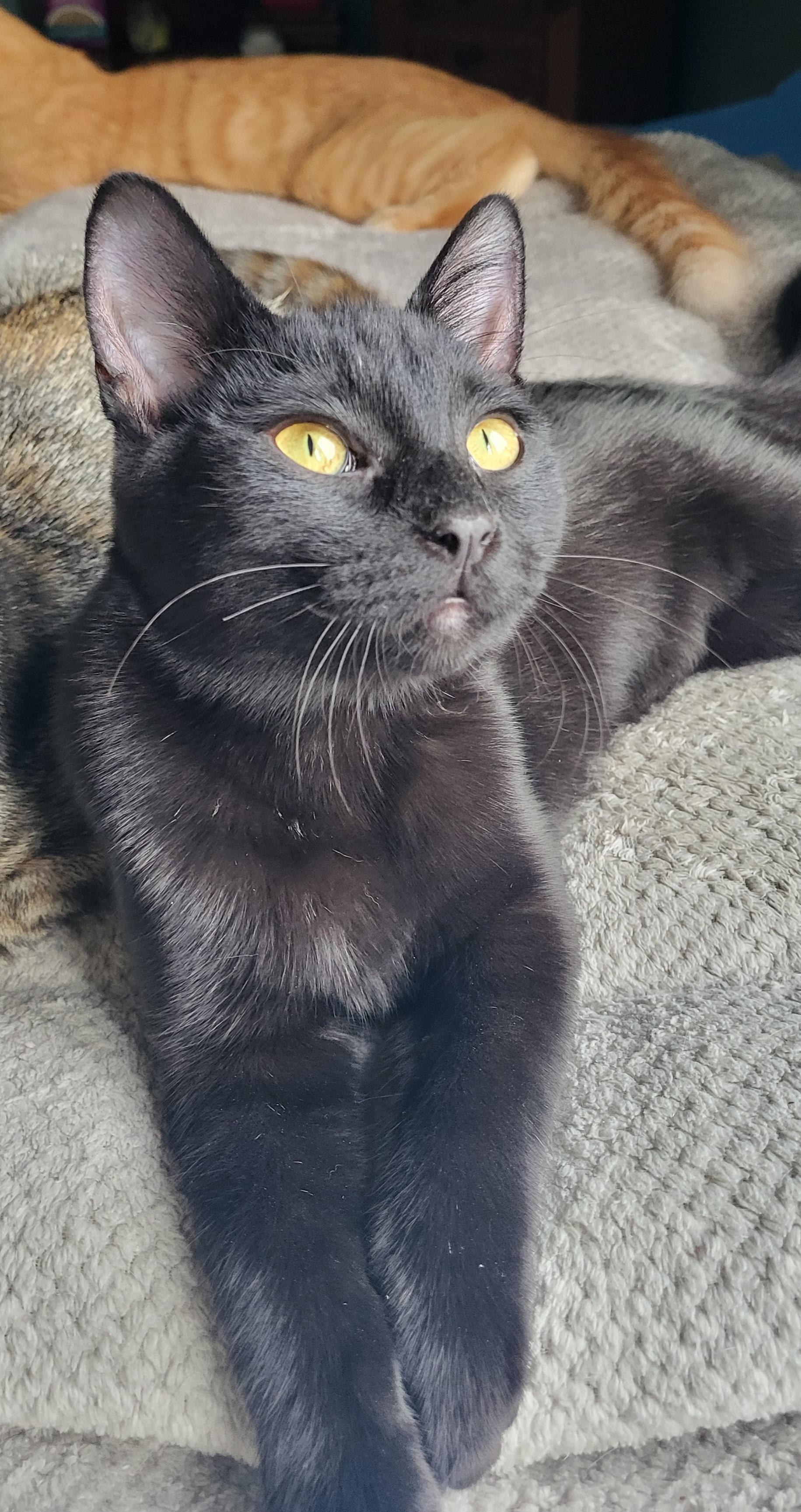 Enlarge Ripley, a Adopted Domestic Short Hair in Milwaukee, WI image 6/6