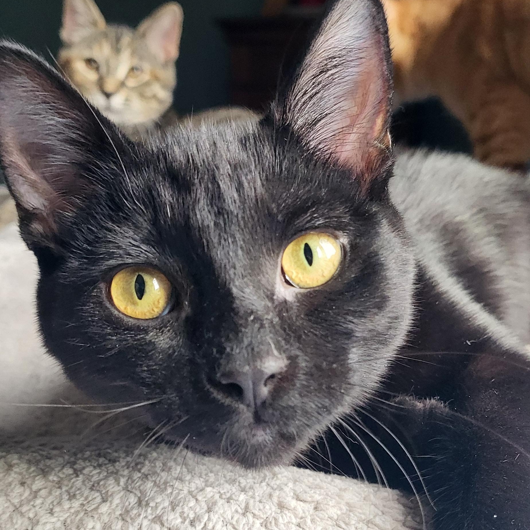 Ripley, Adopted, Kitten Female Domestic Short Hair.