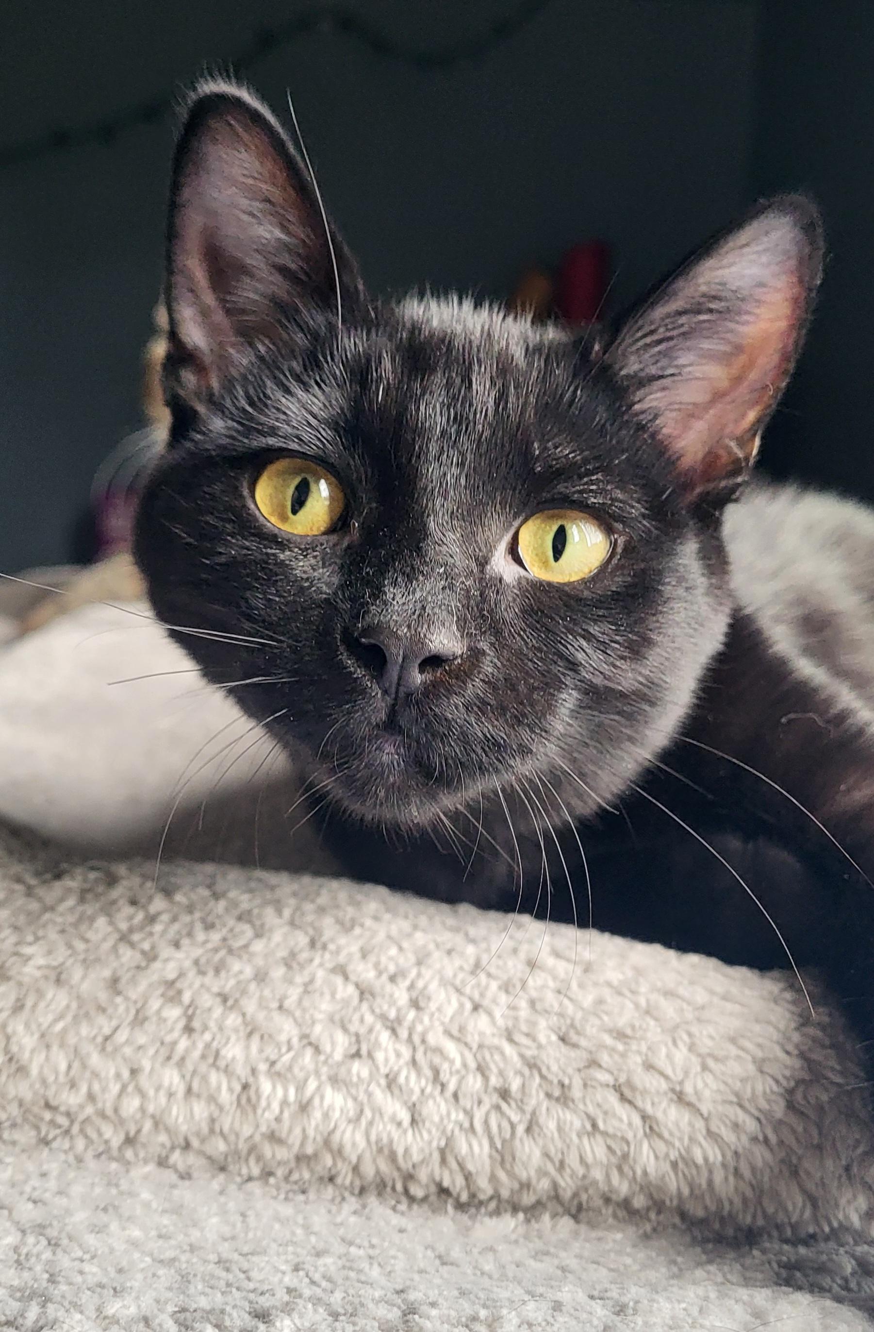Enlarge Ripley, a Adopted Domestic Short Hair in Milwaukee, WI image 3/6