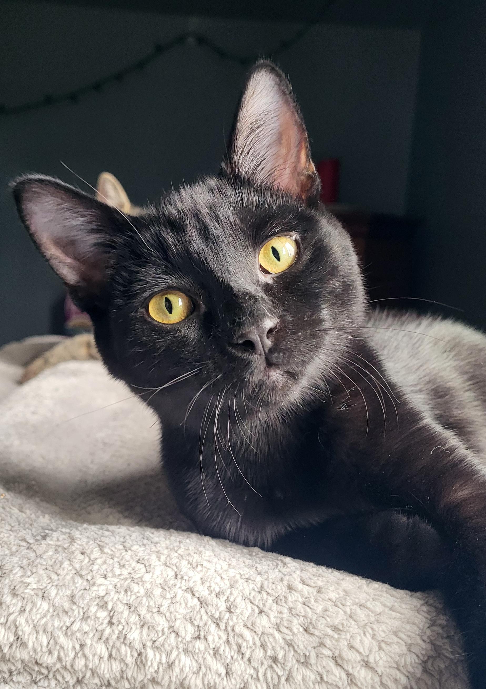 Enlarge Ripley, a Adopted Domestic Short Hair in Milwaukee, WI image 4/6