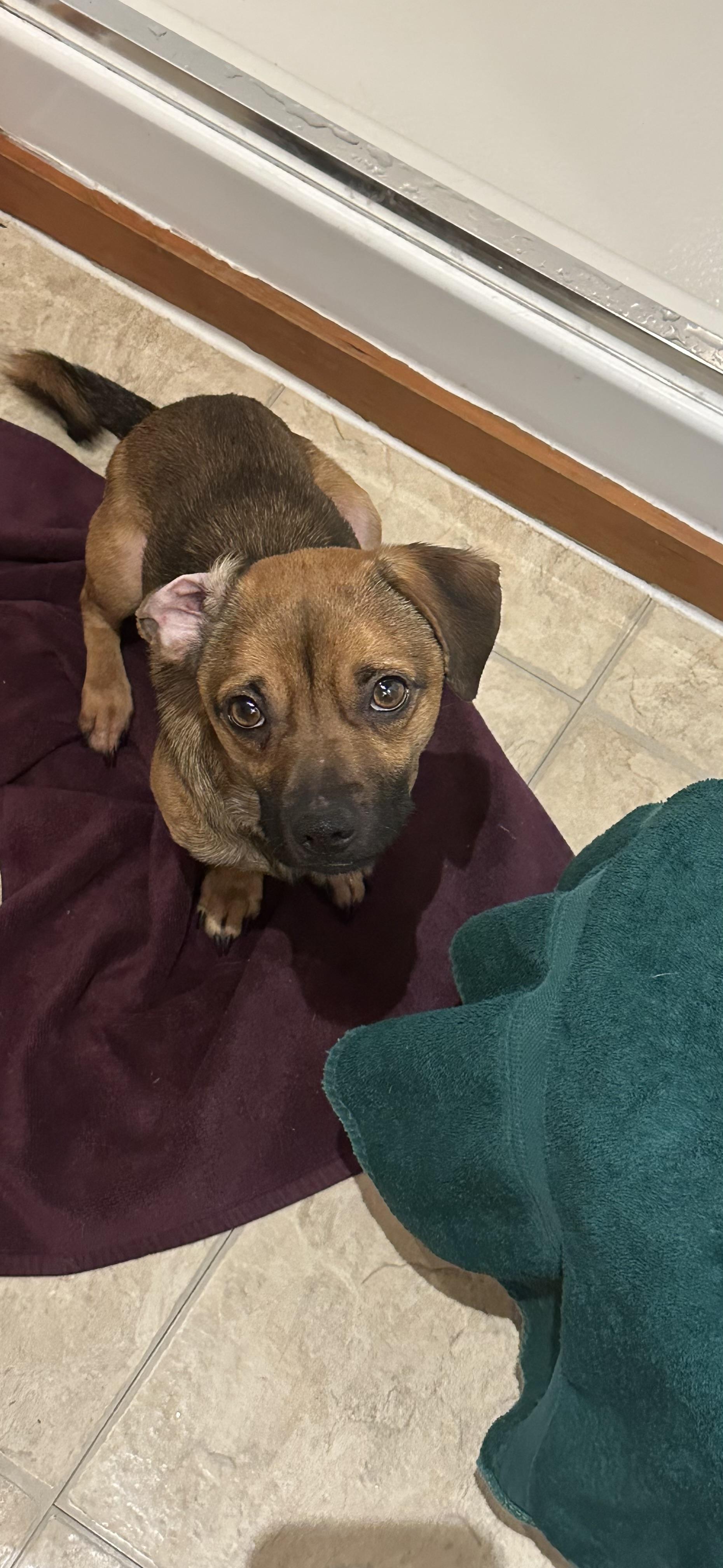Buster, adopted, Adult Male Miniature Dachshund & Beagle.