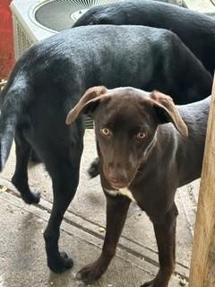 Laya, adopted, Puppy Female Labrador Retriever & German Shorthaired Pointer.