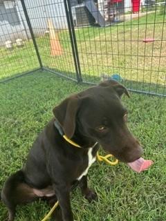 Enlarge Laya, an adopted mixed breed in Paterson, NJ image 2/3