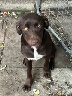 Enlarge Laya, an adopted mixed breed in Paterson, NJ image 3/3