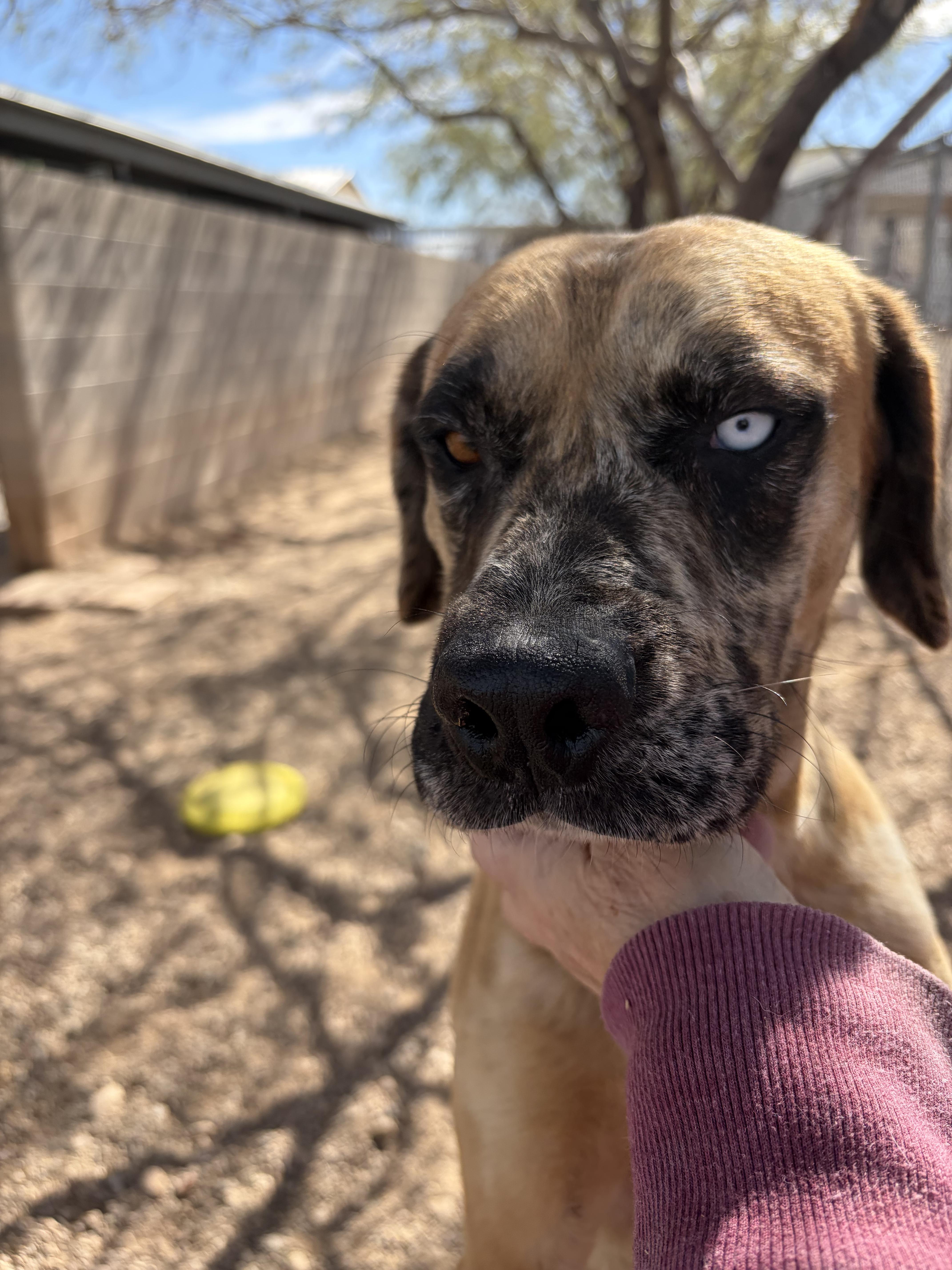 Enlarge George, a ADOPTABLE mixed breed in Parker, AZ image 1/1