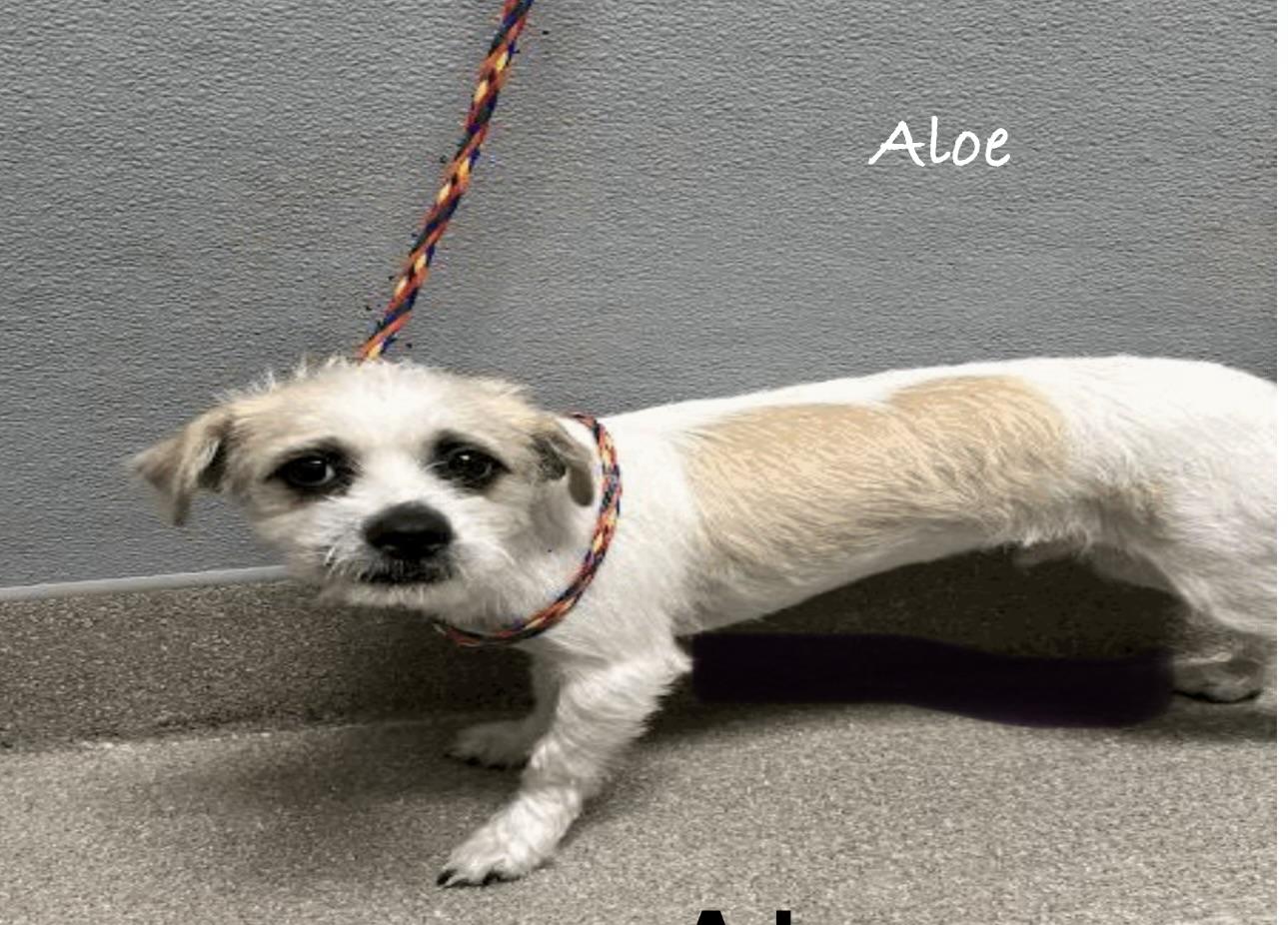 Enlarge Aloe, a Adoptable mixed breed in Las Vegas, NV image 2/2