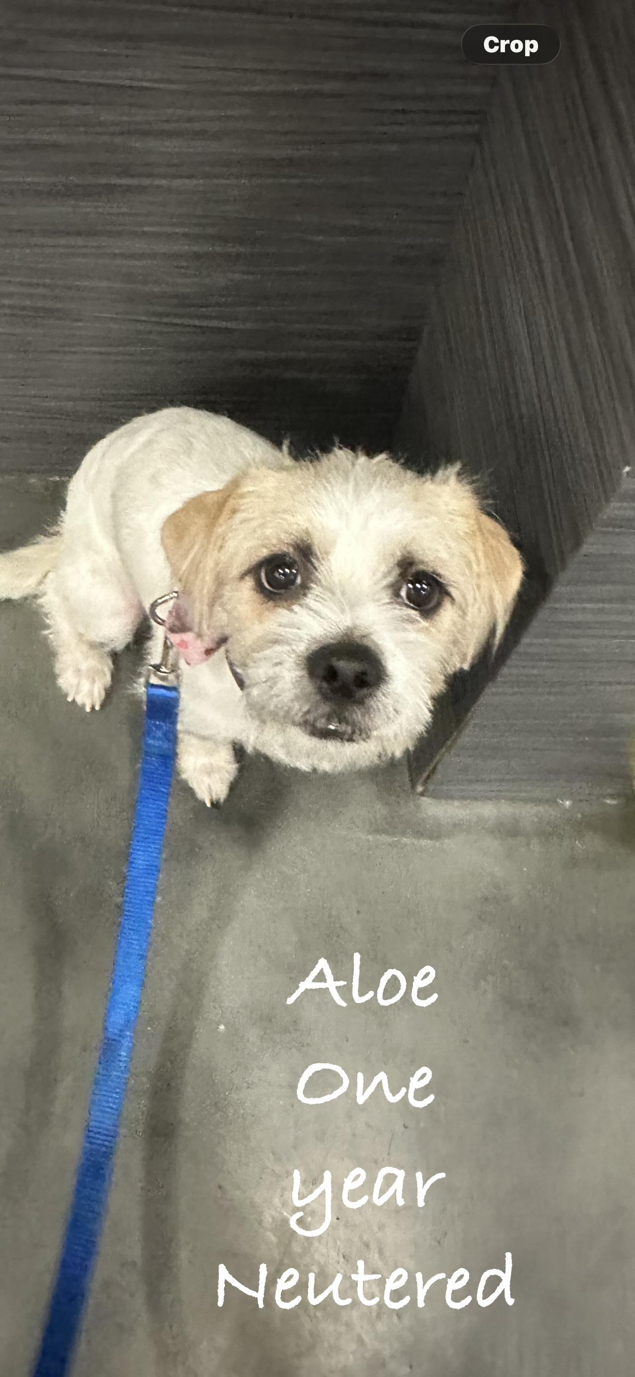 Aloe, Adoptable, Adult Male Shih Tzu.