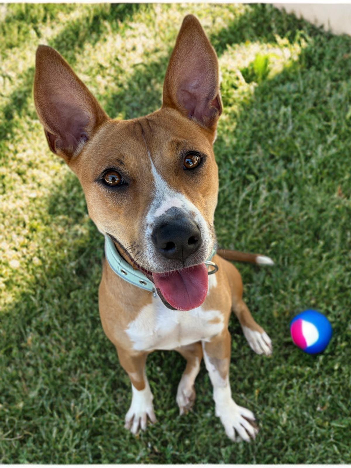 Kathie, Adoptable, Adult Female American Staffordshire Terrier.