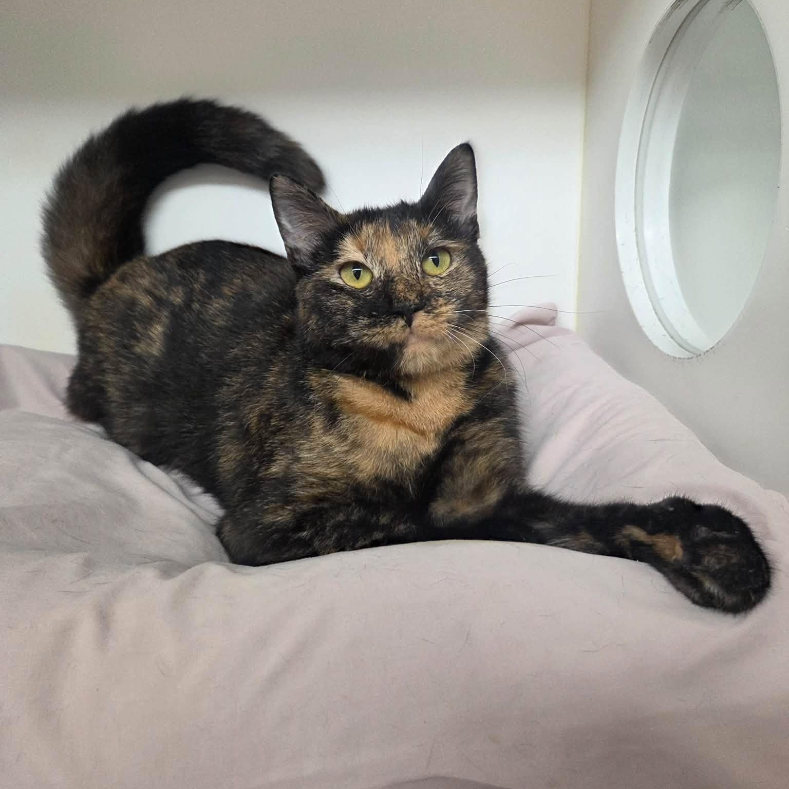 Enlarge Venus & Serena, a Adoptable Tortoiseshell in Bloomfield, NJ image 2/3