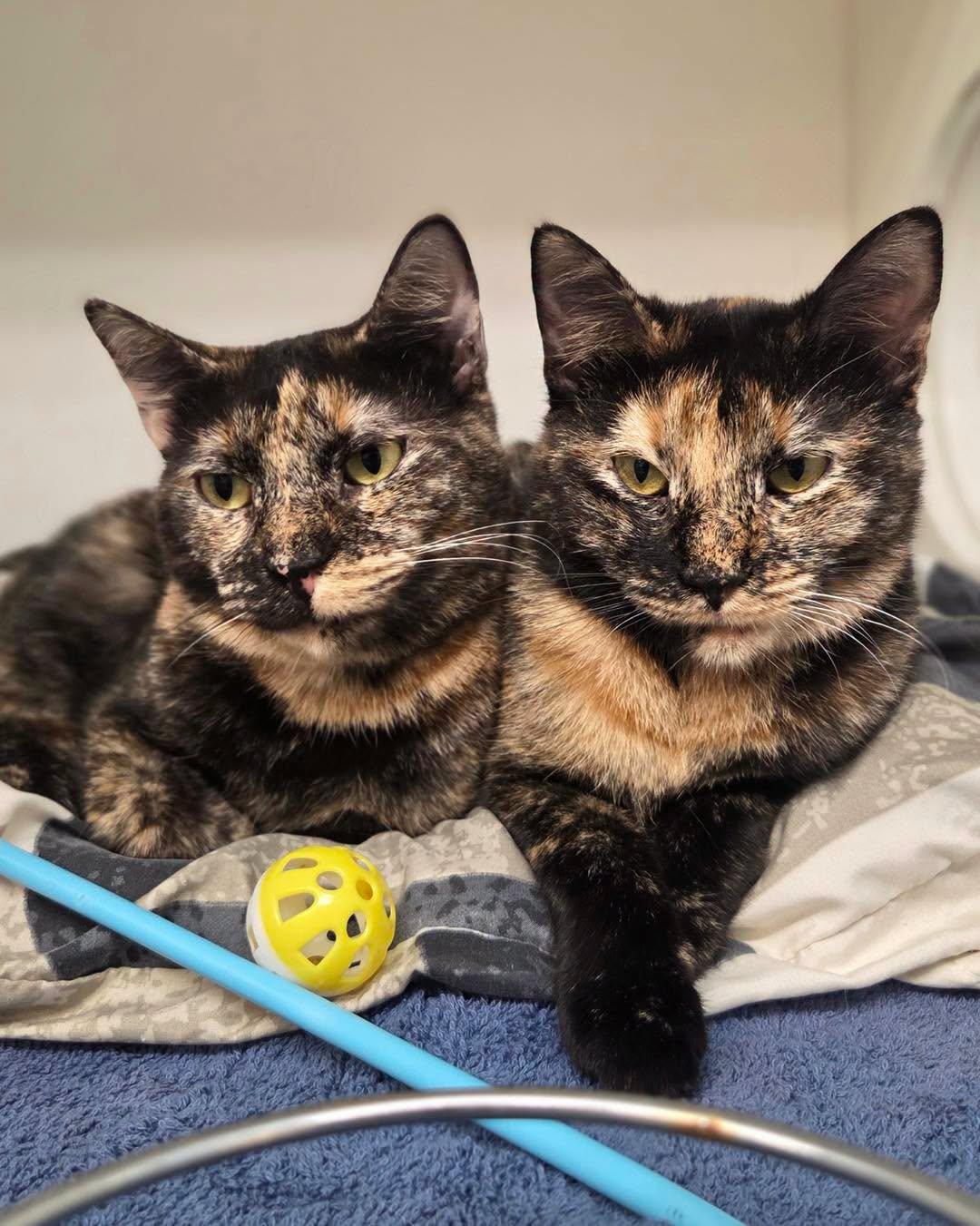 Venus & Serena, Adoptable, Young Female Tortoiseshell.