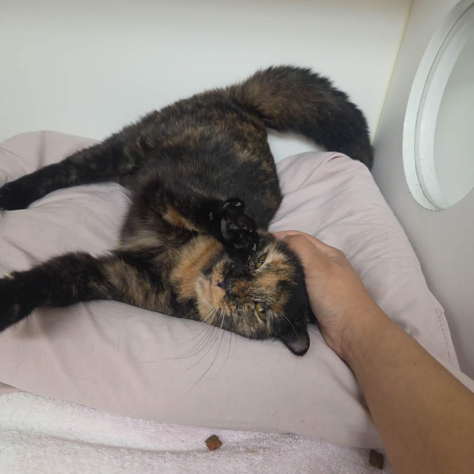 Enlarge Venus & Serena, a Adoptable Tortoiseshell in Bloomfield, NJ image 3/3