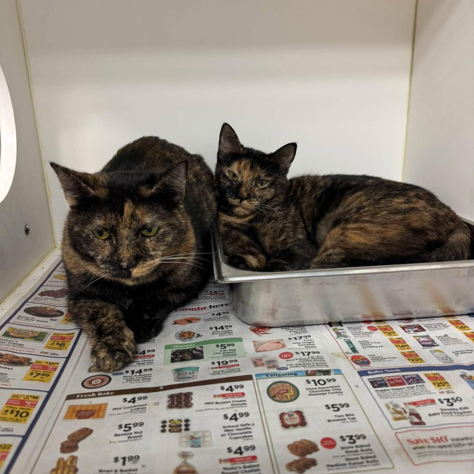 Enlarge Venus & Serena, a Adoptable Tortoiseshell in Bloomfield, NJ image 1/3