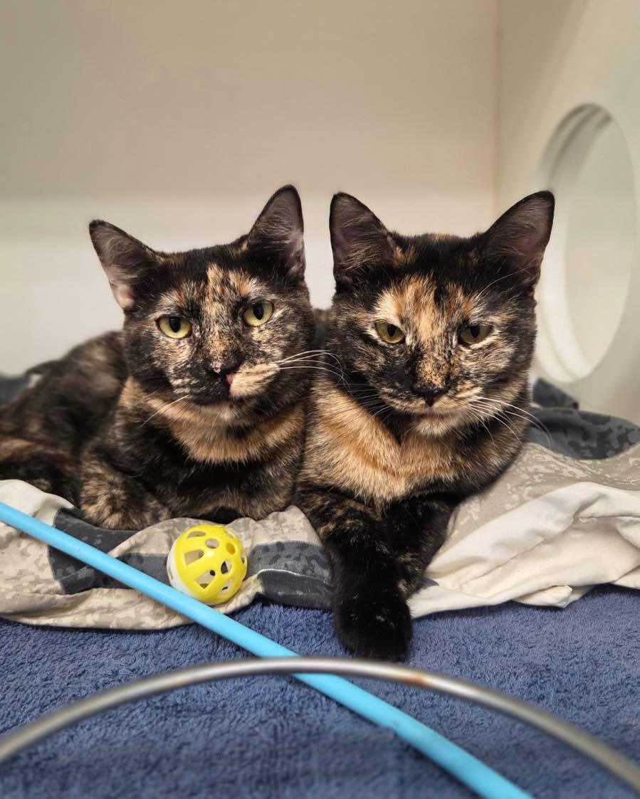 Enlarge Venus & Serena, a Adoptable Tortoiseshell in Bloomfield, NJ image 2/5
