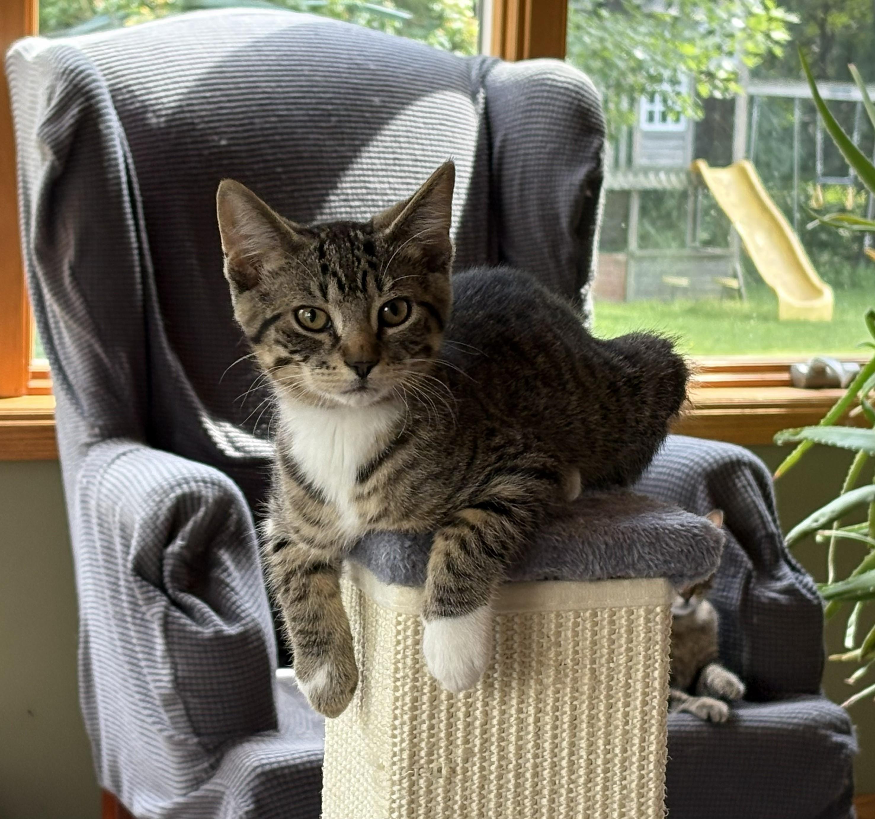 Ziggy, a ADOPTABLE Domestic Short Hair in Farmington, MN image 3/5