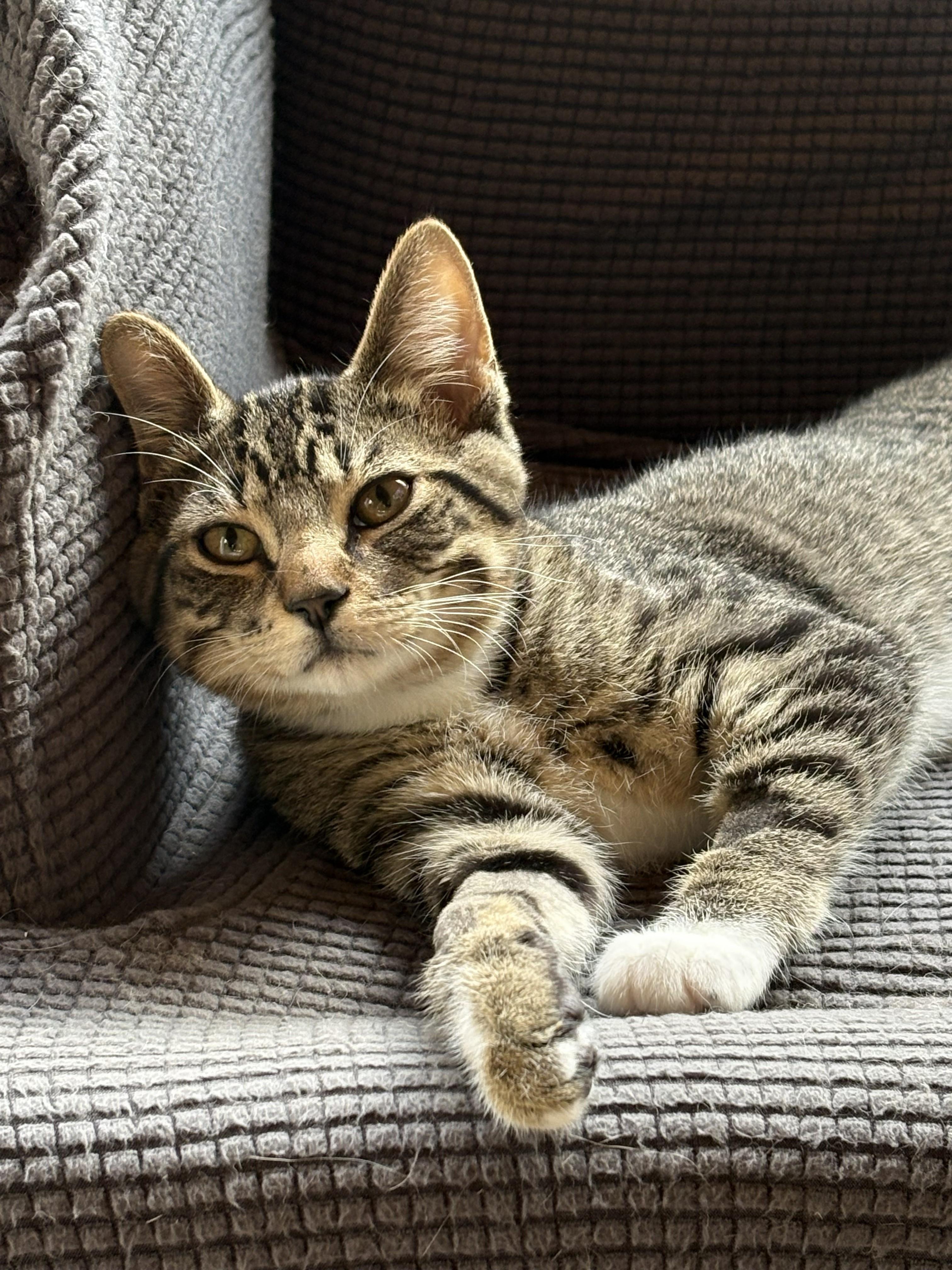 Ziggy, ADOPTABLE, Kitten Male Domestic Short Hair.