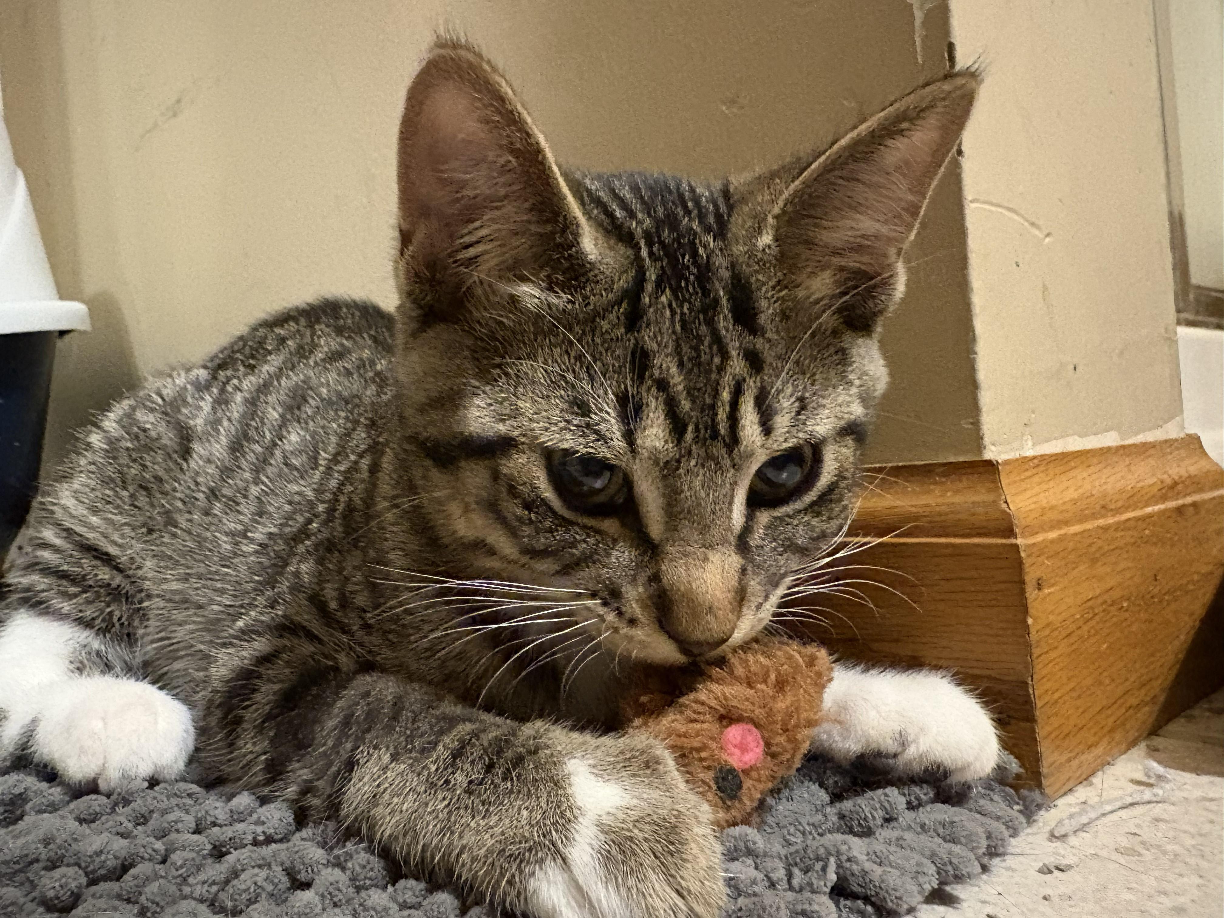 Ziggy, a ADOPTABLE Domestic Short Hair in Farmington, MN image 4/5