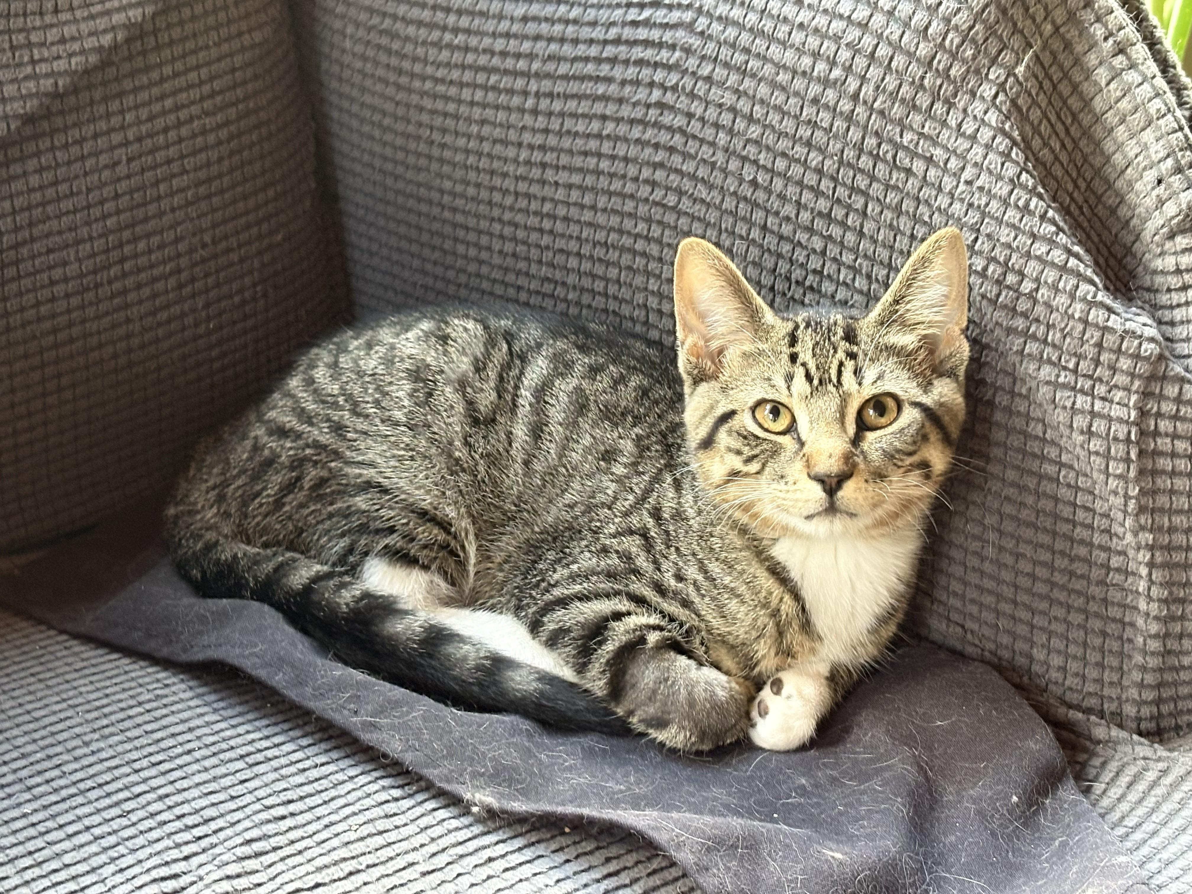 Ziggy, a ADOPTABLE Domestic Short Hair in Farmington, MN image 2/5