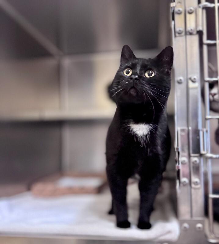 Enlarge Shadow, a Adoptable Domestic Short Hair in Wooster, OH image 1/1