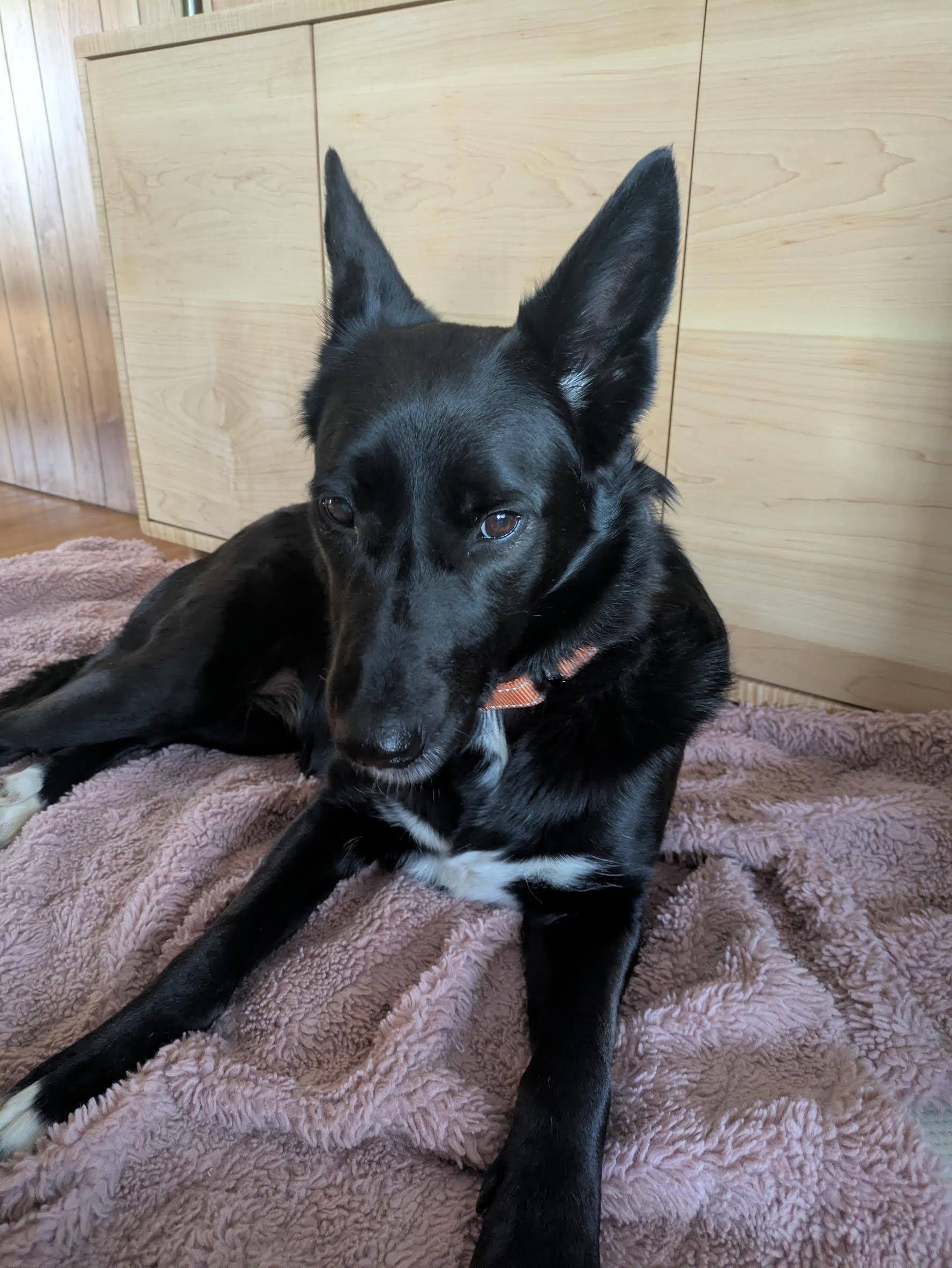 Enlarge Daphne, a Adoptable mixed breed in Commerce City, CO image 6/6