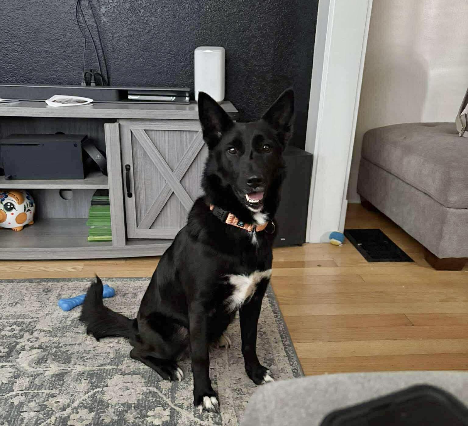 Enlarge Daphne, a Adoptable mixed breed in Commerce City, CO image 1/6