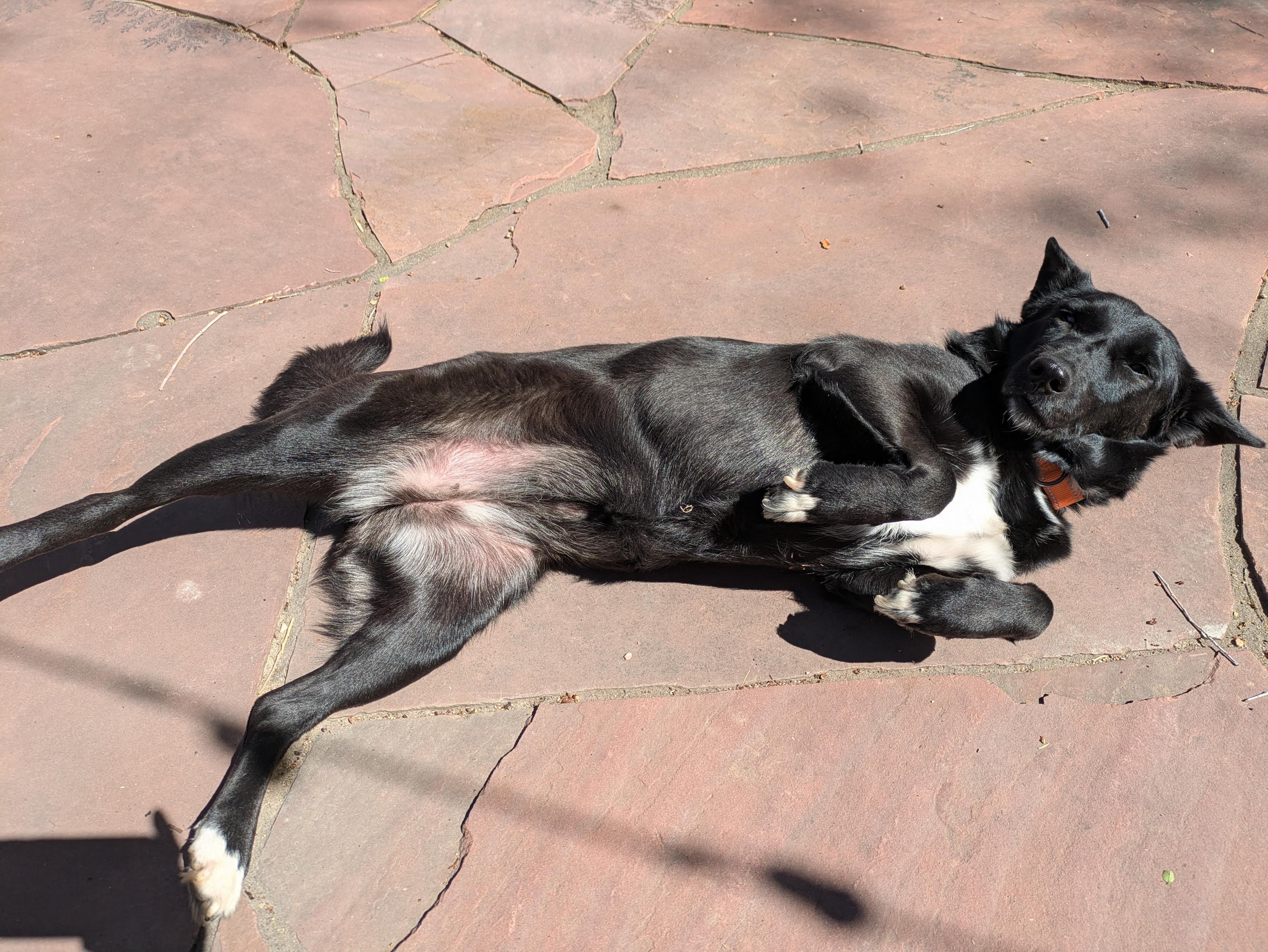 Enlarge Daphne, a Adoptable mixed breed in Commerce City, CO image 4/6