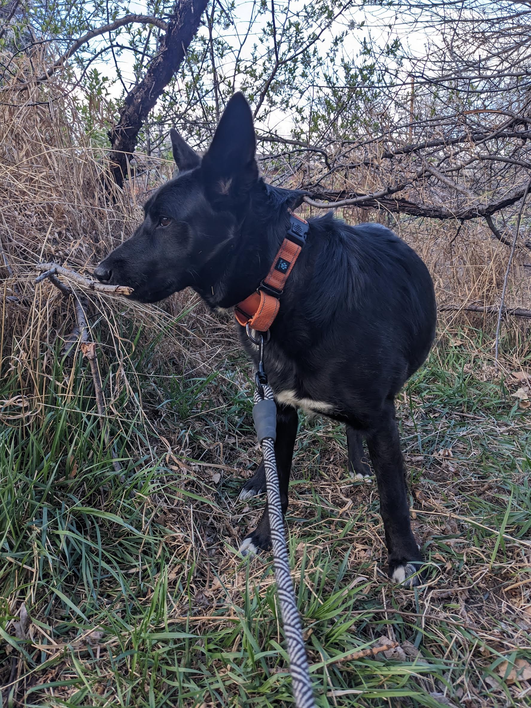 Enlarge Daphne, a Adoptable mixed breed in Commerce City, CO image 3/6