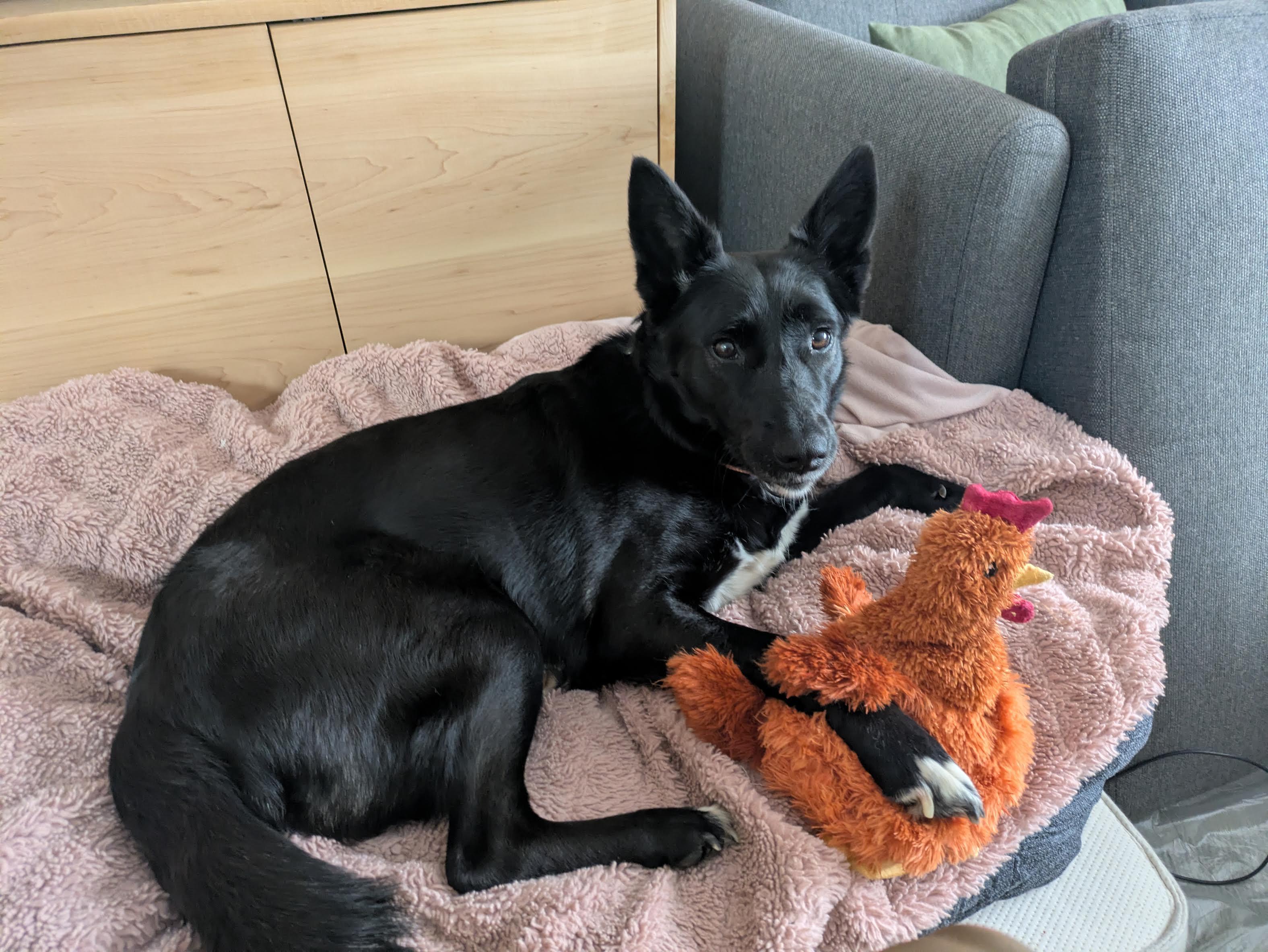 Enlarge Daphne, a Adoptable mixed breed in Commerce City, CO image 5/6