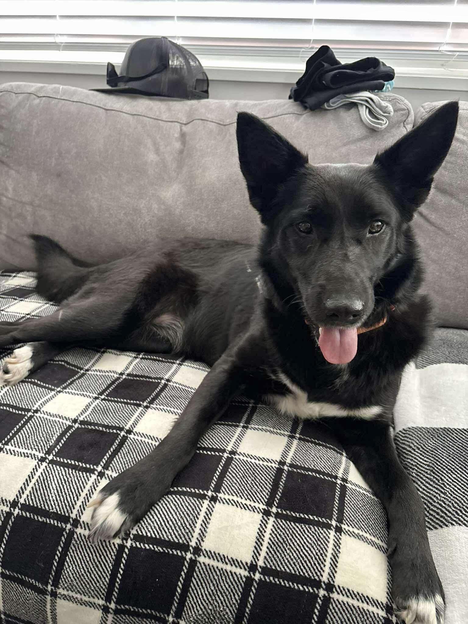 Enlarge Daphne, a Adoptable mixed breed in Commerce City, CO image 2/6