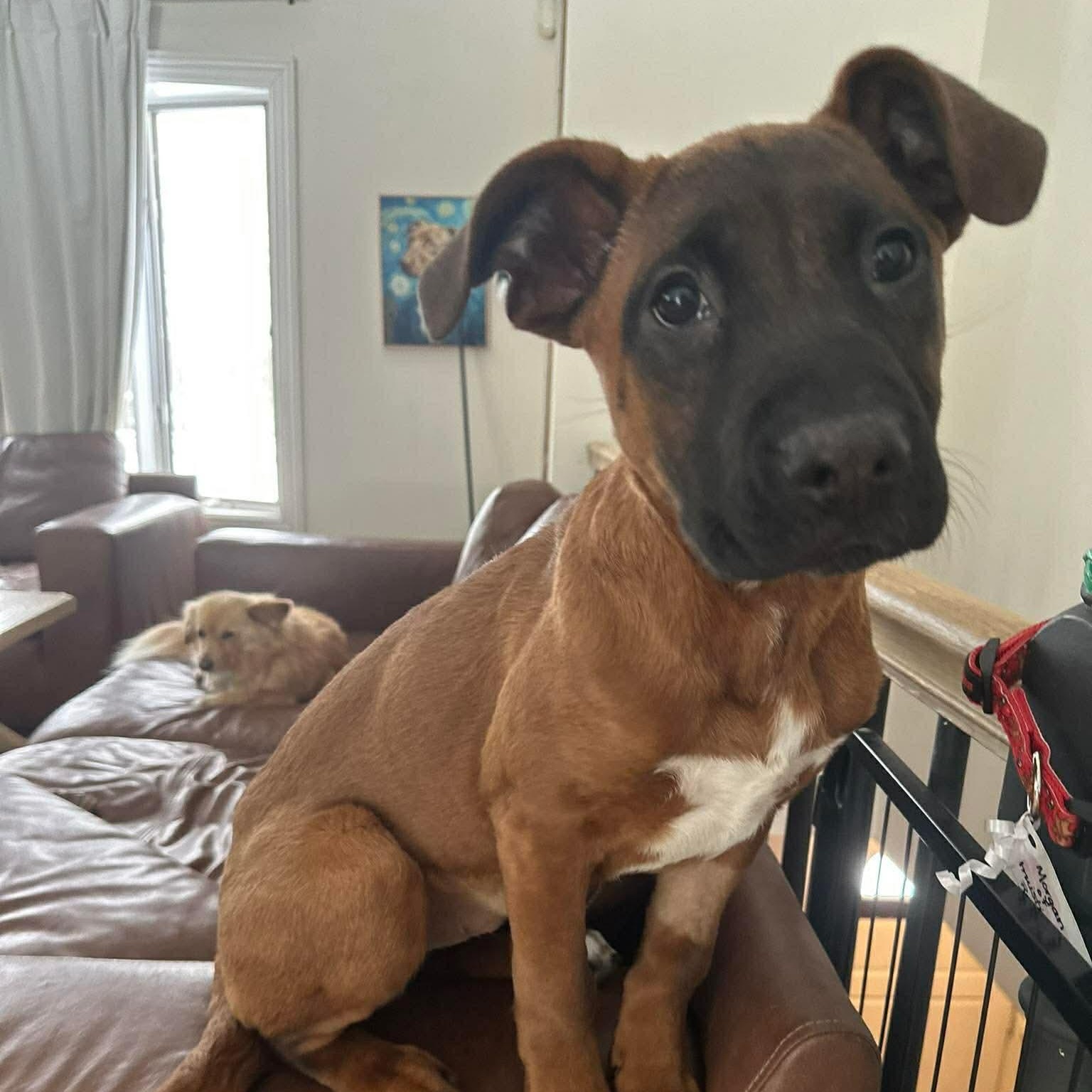 Morgan — thumbnail 5