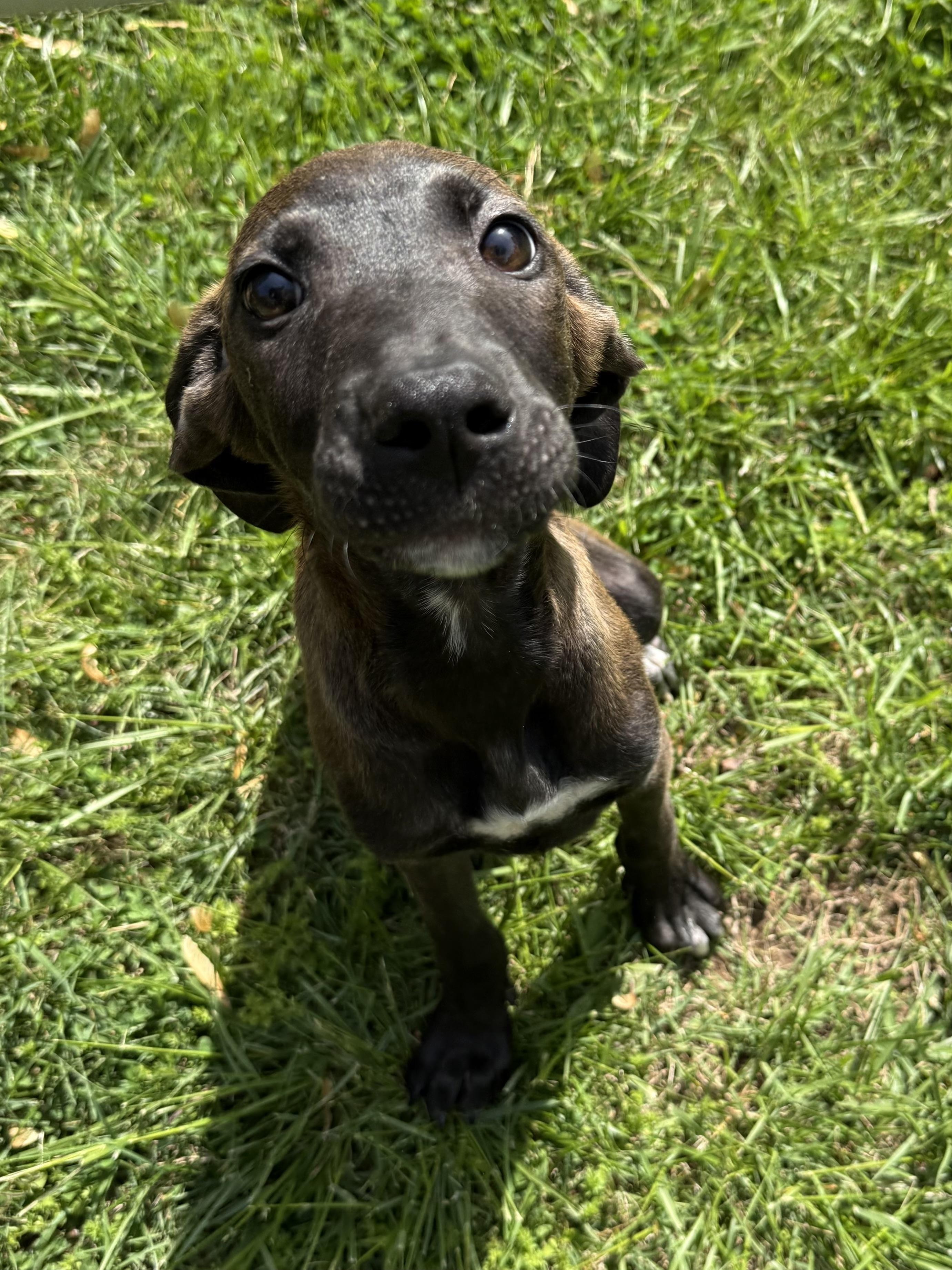 Fitz , a ADOPTABLE mixed breed in Succasunna, NJ image 2/5