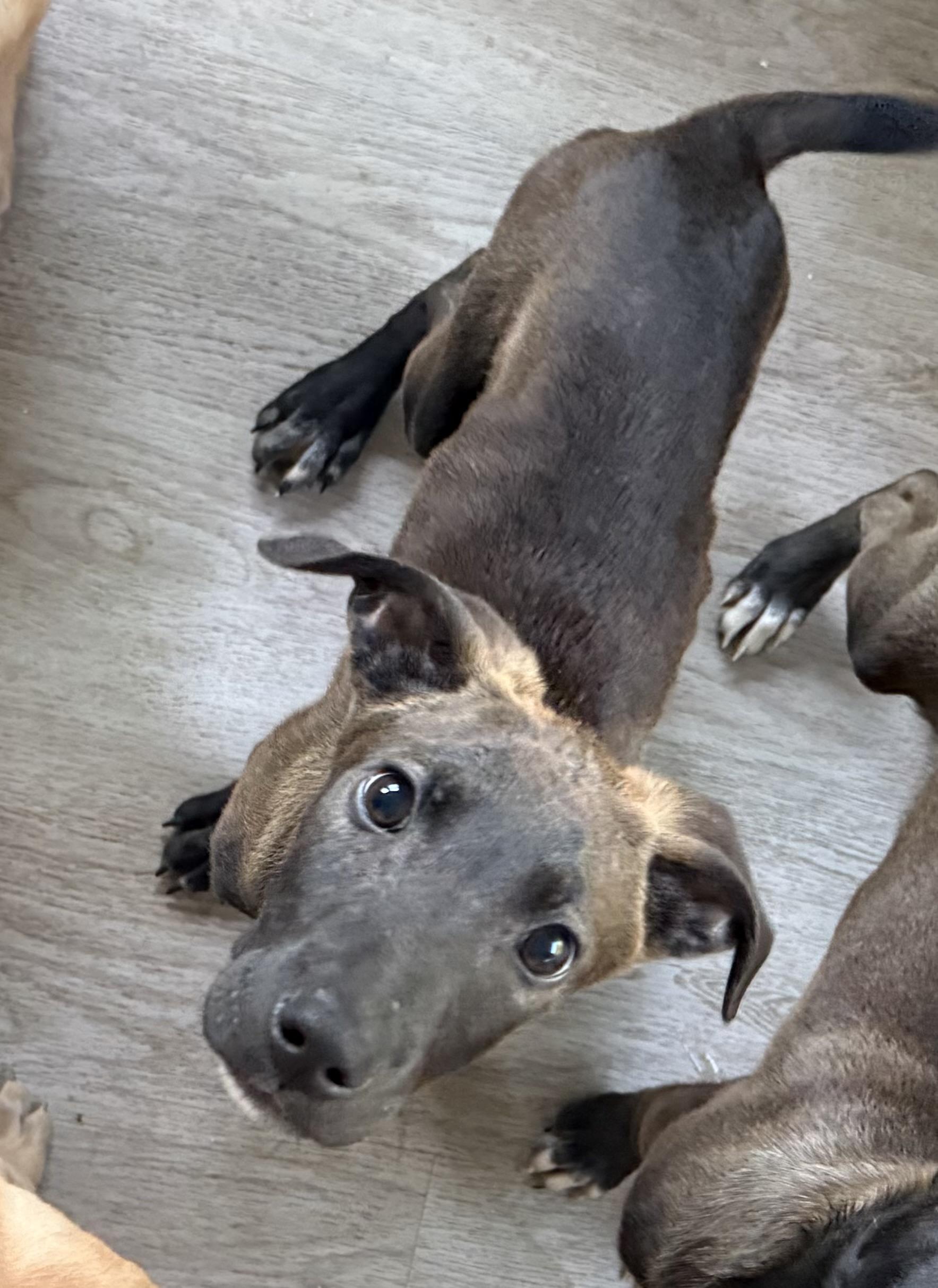 Fitz , a ADOPTABLE mixed breed in Succasunna, NJ image 4/5