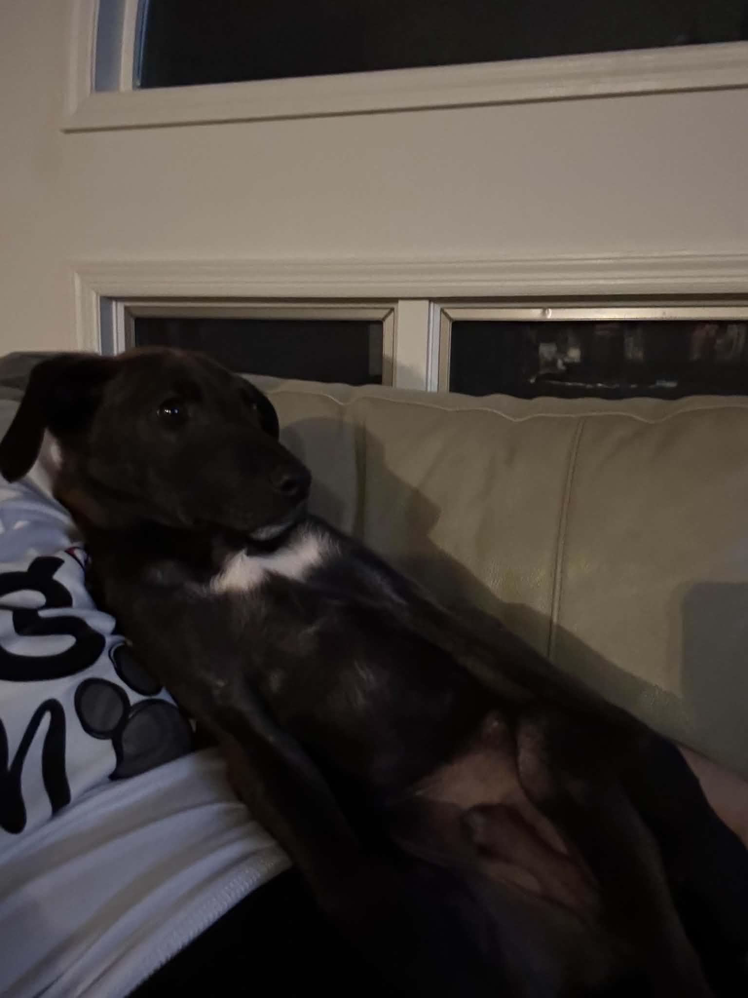 Fitz , ADOPTABLE, Puppy Male Shepherd & Catahoula Leopard Dog.