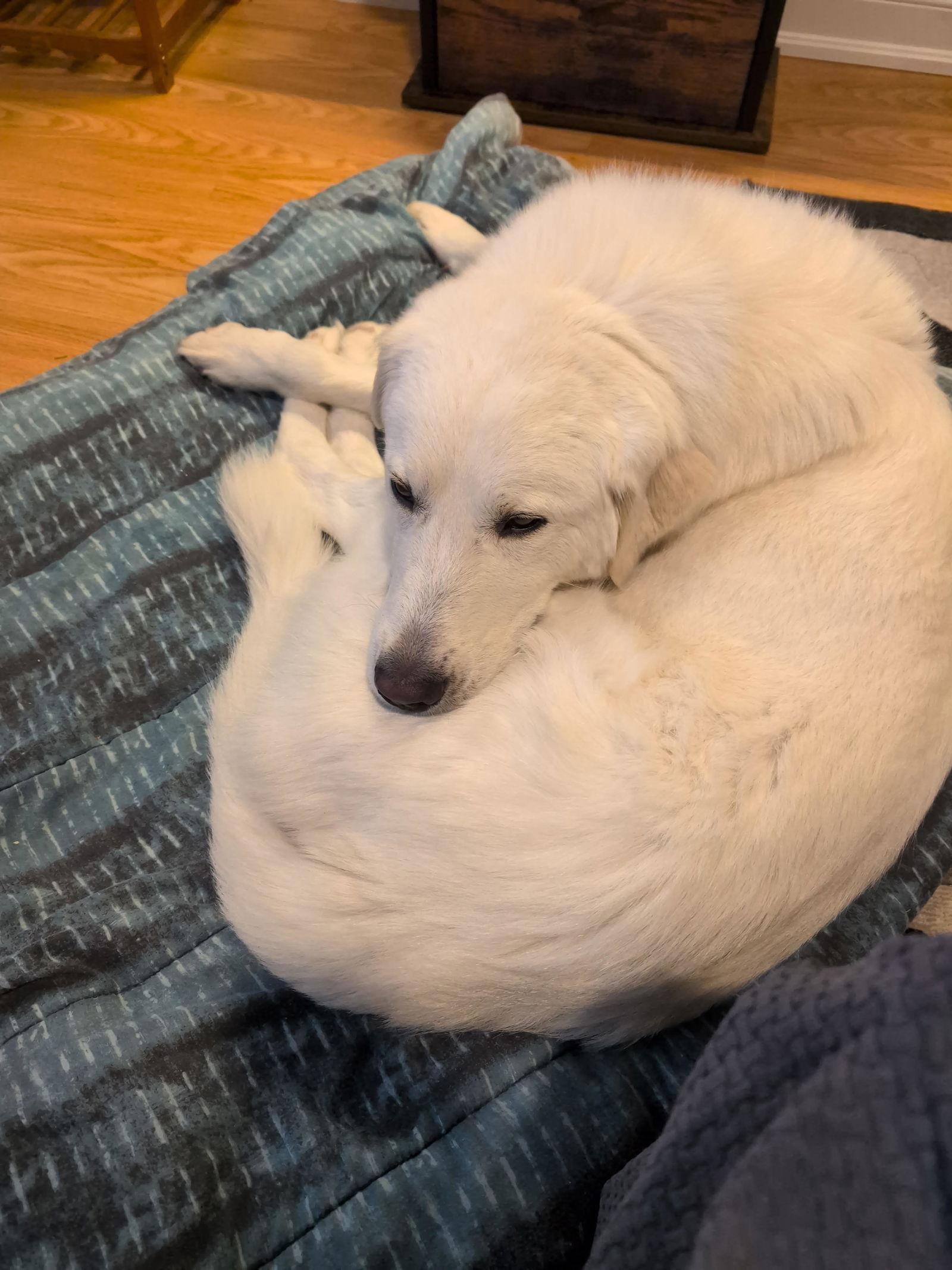 Emma, Adoptable, Adult Female Retriever & Great Pyrenees.