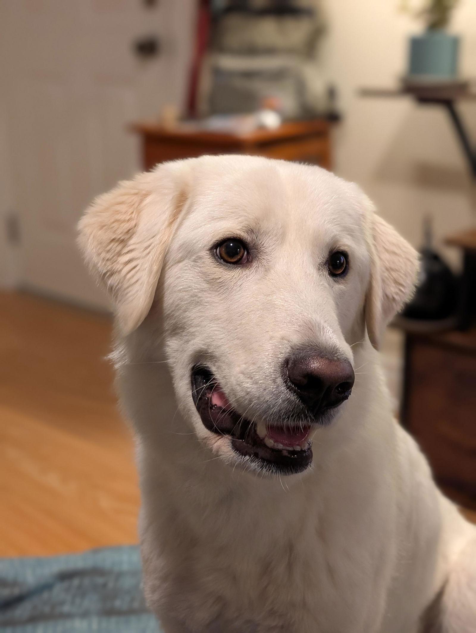 Emma, a Adoptable mixed breed in Etobicoke, ON image 2/3