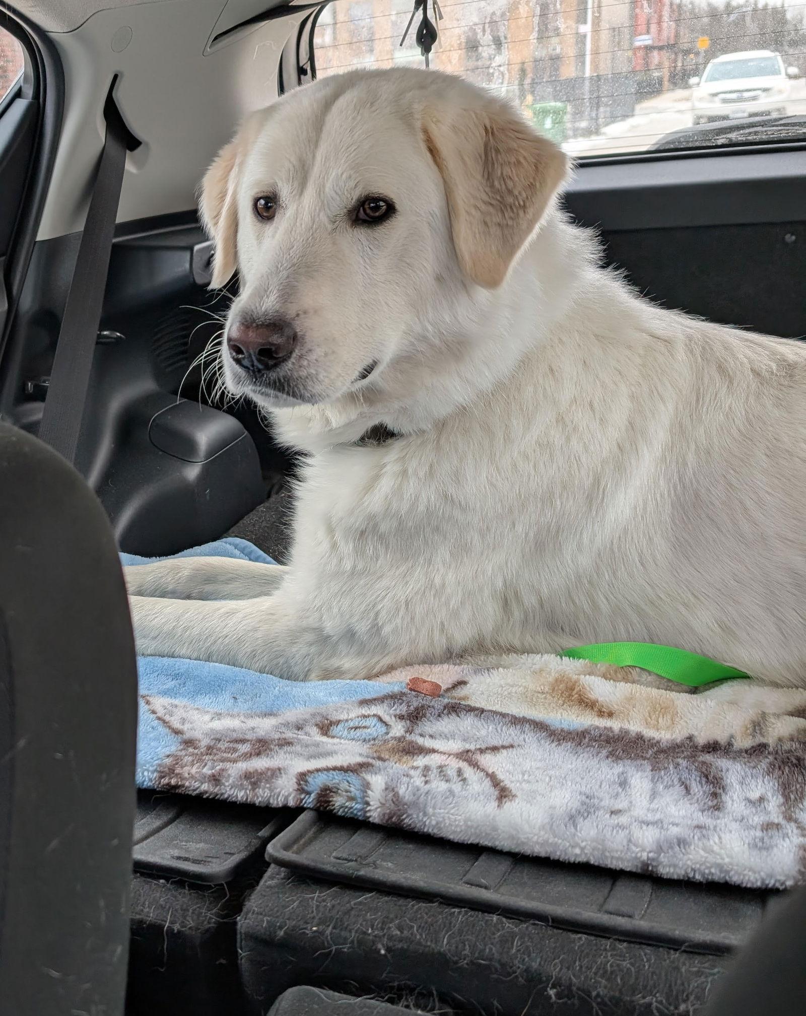 Emma, a Adoptable mixed breed in Etobicoke, ON image 3/3