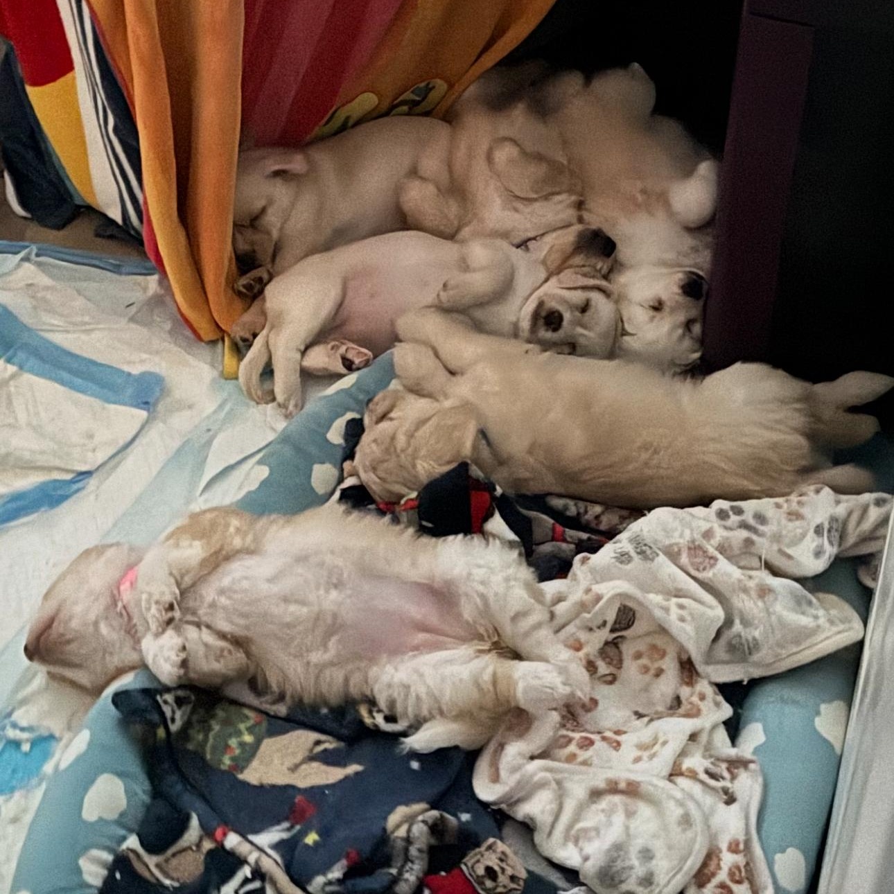 Enlarge Hershey, an adopted mixed breed in Vacaville, CA image 3/4