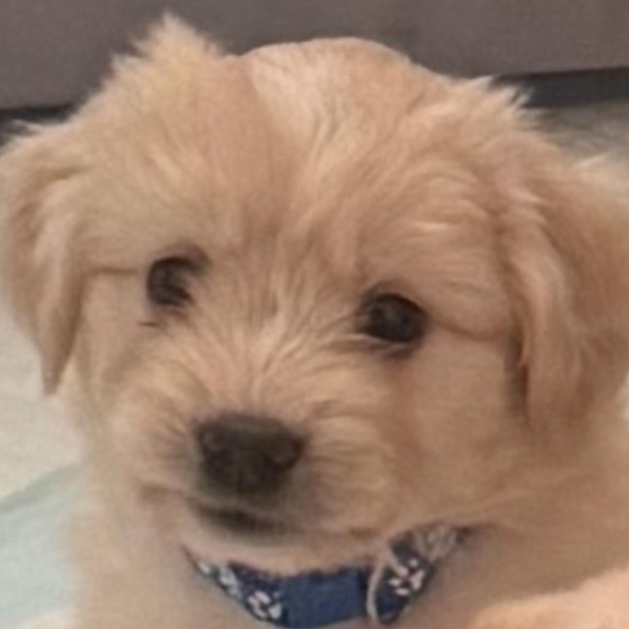 Hershey, adopted, Puppy Male Miniature Poodle.