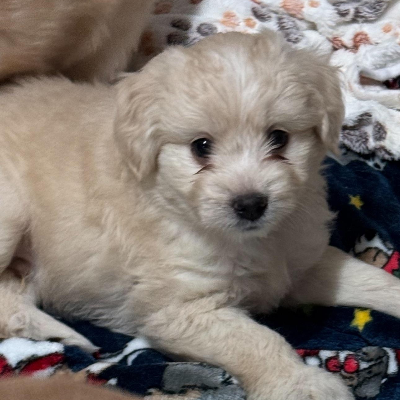 Enlarge Hershey, an adopted mixed breed in Vacaville, CA image 2/4